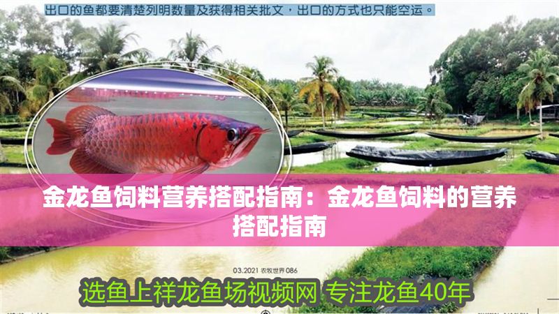 金龍魚飼料營養搭配指南：金龍魚飼料的營養搭配指南