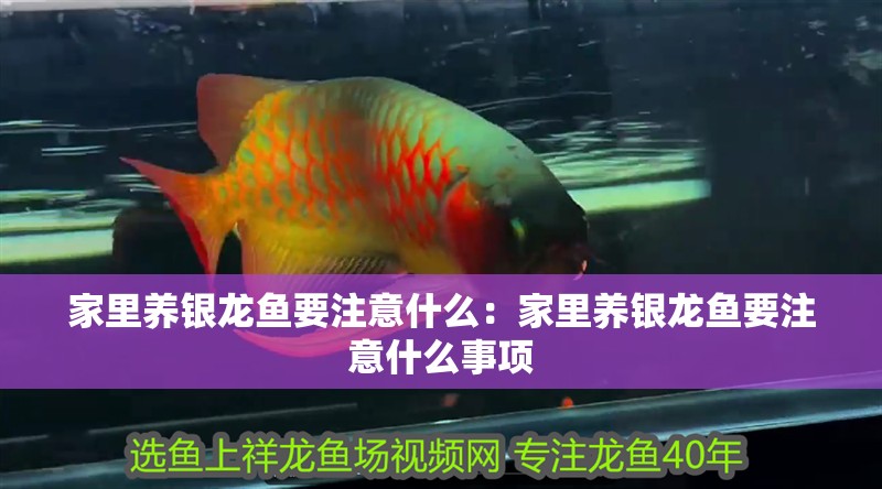家里養銀龍魚要注意什么：家里養銀龍魚要注意什么事項