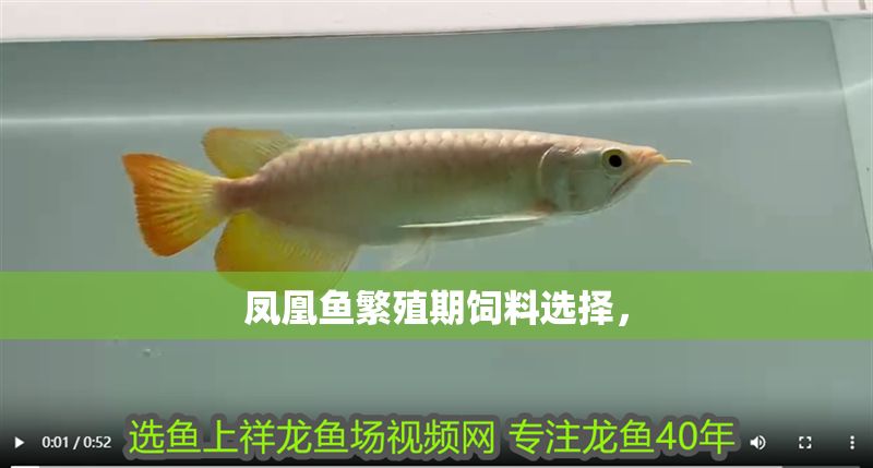 鳳凰魚繁殖期飼料選擇，
