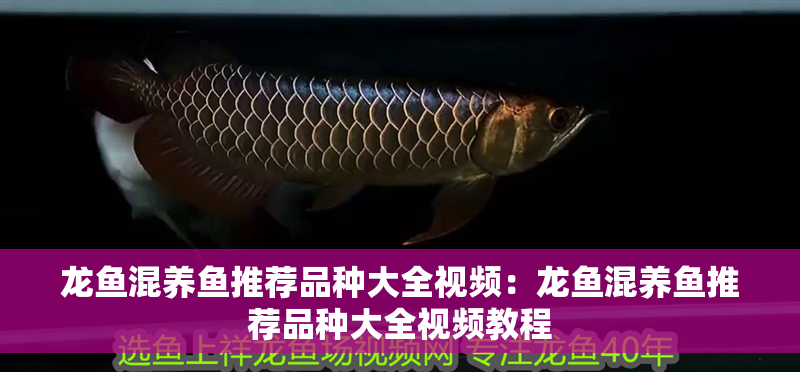 龍魚混養魚推薦品種大全視頻：龍魚混養魚推薦品種大全視頻教程