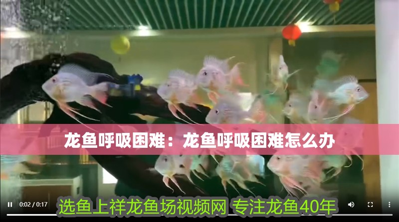 龍魚呼吸困難：龍魚呼吸困難怎么辦