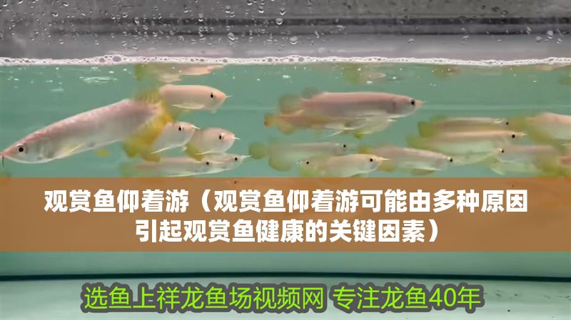 觀賞魚仰著游（觀賞魚仰著游可能由多種原因引起觀賞魚健康的關(guān)鍵因素）