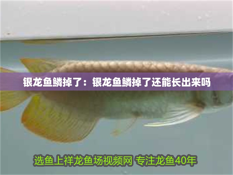 銀龍魚鱗掉了：銀龍魚鱗掉了還能長出來嗎