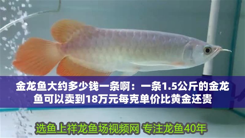 金龍魚(yú)大約多少錢(qián)一條啊：一條1.5公斤的金龍魚(yú)可以賣(mài)到18萬(wàn)元每克單價(jià)比黃金還貴