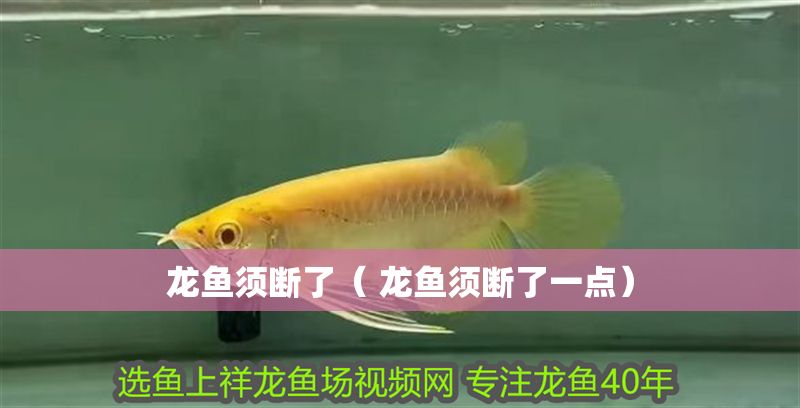 龍魚須斷了（ 龍魚須斷了一點）