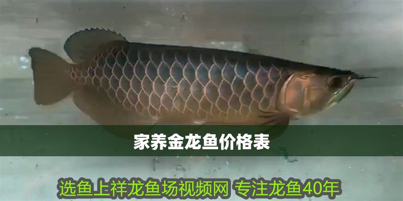 家養(yǎng)金龍魚價格表