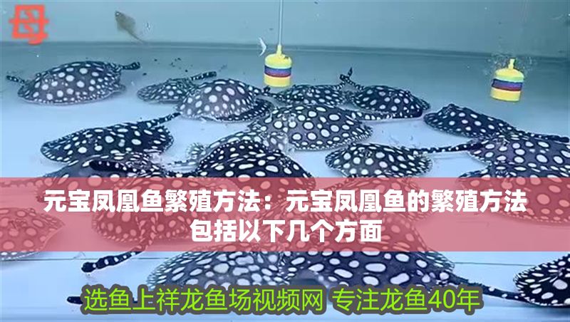 元寶鳳凰魚繁殖方法：元寶鳳凰魚的繁殖方法包括以下幾個方面