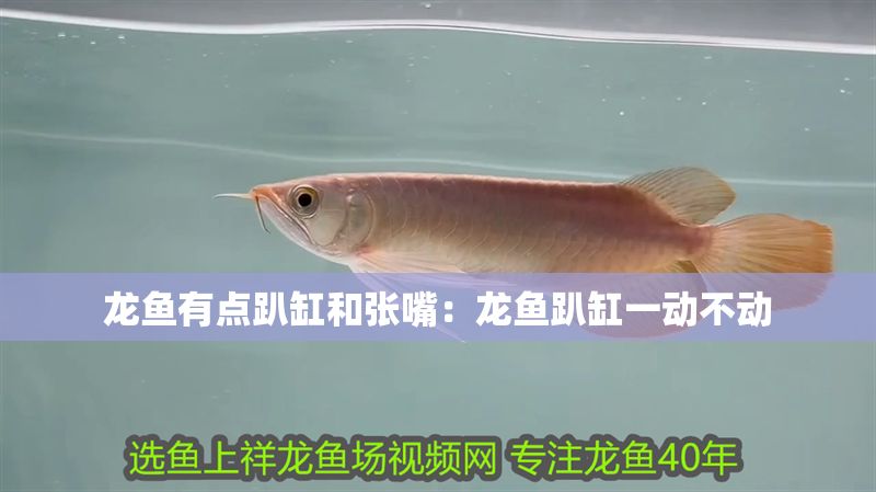 龍魚有點趴缸和張嘴：龍魚趴缸一動不動