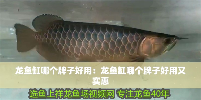 龍魚缸哪個牌子好用：龍魚缸哪個牌子好用又實惠