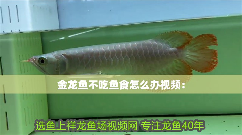 金龍魚不吃魚食怎么辦視頻：