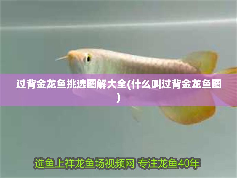 過背金龍魚挑選圖解大全(什么叫過背金龍魚圖)
