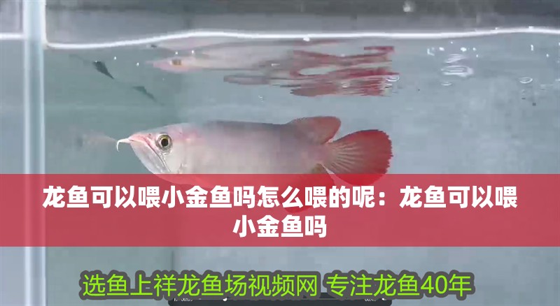龍魚可以喂小金魚嗎怎么喂的呢：龍魚可以喂小金魚嗎