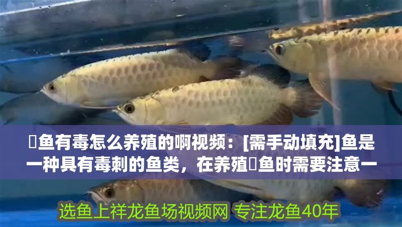 魟魚有毒怎么養殖的啊視頻：[需手動填充]魚是一種具有毒刺的魚類，在養殖魟魚時需要注意一些關鍵因素