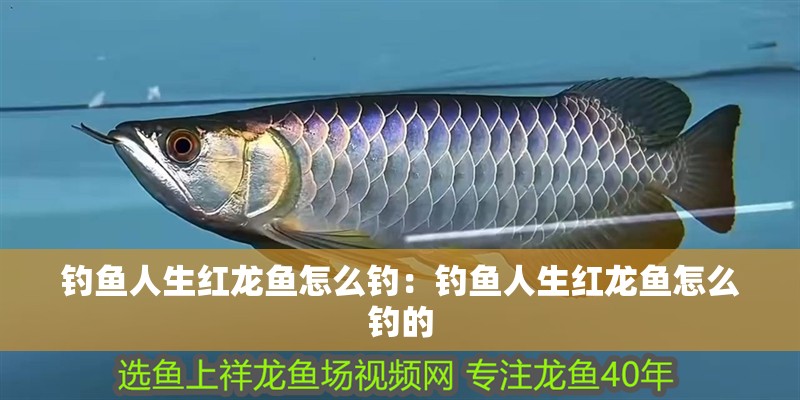 釣魚人生紅龍魚怎么釣：釣魚人生紅龍魚怎么釣的