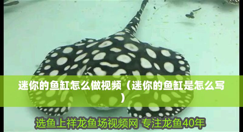 迷你的魚缸怎么做視頻（迷你的魚缸是怎么寫）