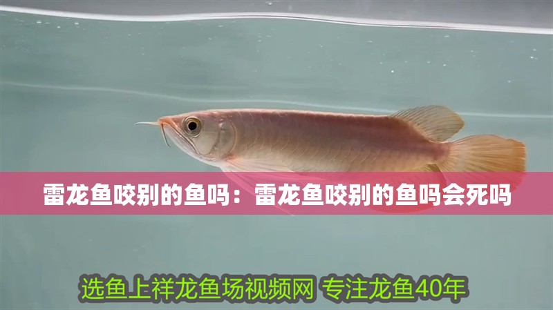 雷龍魚咬別的魚嗎：雷龍魚咬別的魚嗎會(huì)死嗎