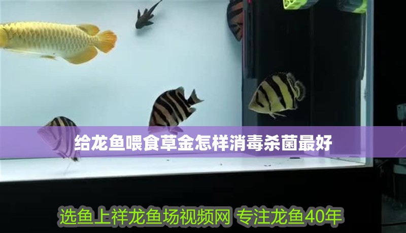 給龍魚喂食草金怎樣消毒殺菌最好 給龍魚喂食草金怎樣消毒殺菌最好 龍魚百科 第1張