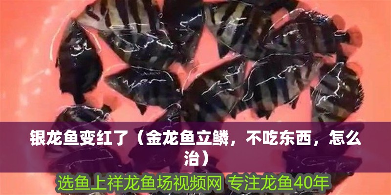 銀龍魚變紅了（金龍魚立鱗，不吃東西，怎么治）