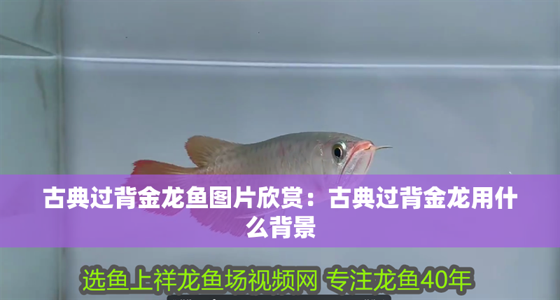 古典過背金龍魚圖片欣賞：古典過背金龍用什么背景