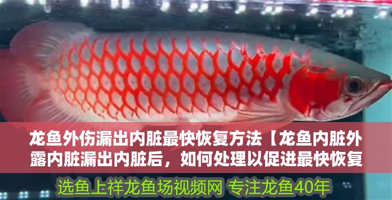 龍魚外傷漏出內臟最快恢復方法【龍魚內臟外露內臟漏出內臟后，如何處理以促進最快恢復】