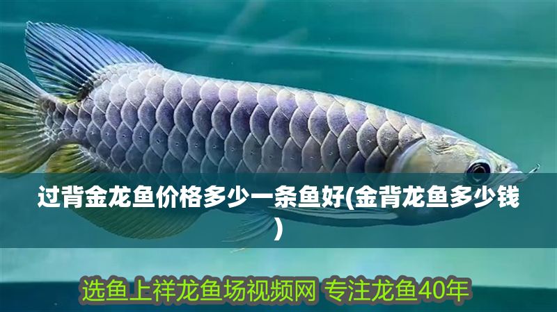 過背金龍魚價格多少一條魚好(金背龍魚多少錢)