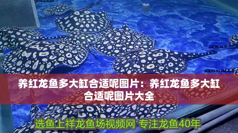 養紅龍魚多大缸合適呢圖片：養紅龍魚多大缸合適呢圖片大全