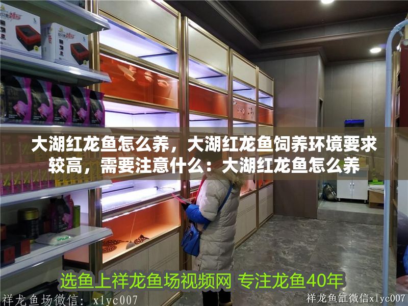 大湖紅龍魚怎么養(yǎng)，大湖紅龍魚飼養(yǎng)環(huán)境要求較高，需要注意什么：大湖紅龍魚怎么養(yǎng)