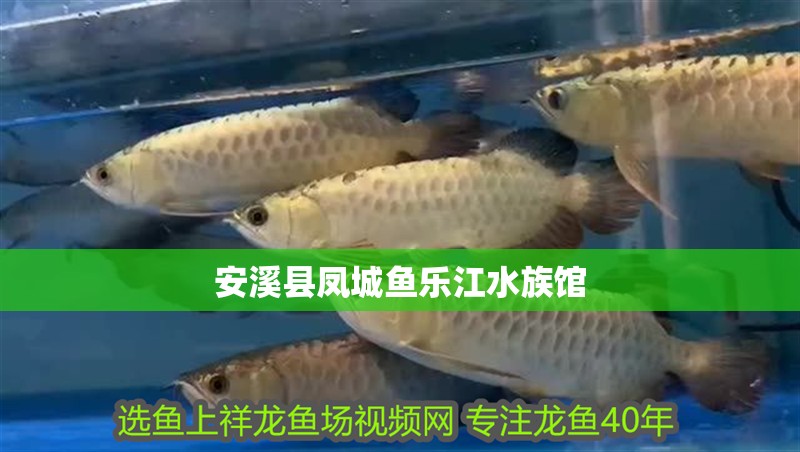 安溪縣鳳城魚樂江水族館