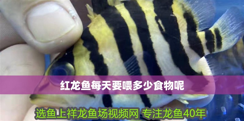 紅龍魚每天要喂多少食物呢 紅龍魚每天要喂多少食物呢 龍魚百科 第1張