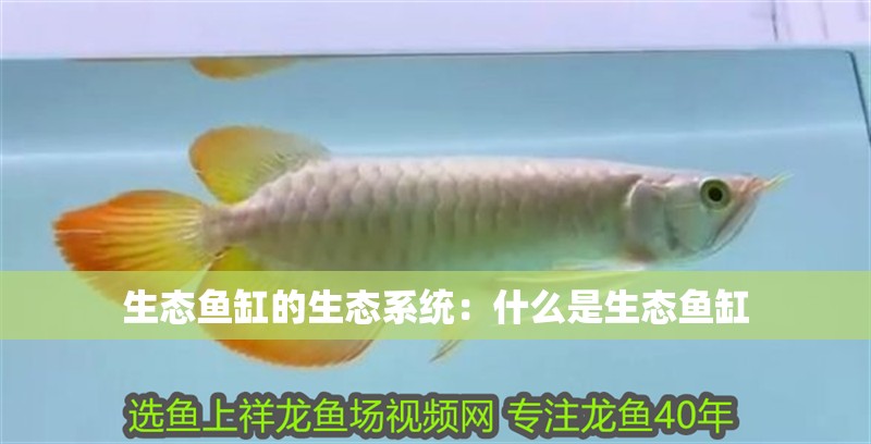 生態(tài)魚缸的生態(tài)系統(tǒng)：什么是生態(tài)魚缸
