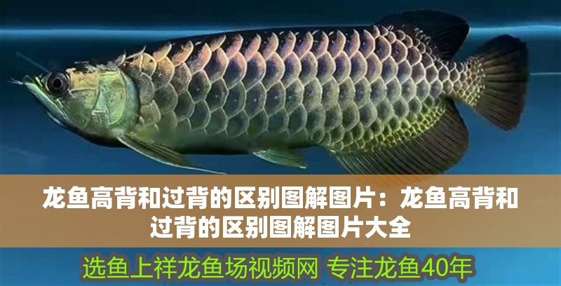 龍魚高背和過背的區別圖解圖片：龍魚高背和過背的區別圖解圖片大全