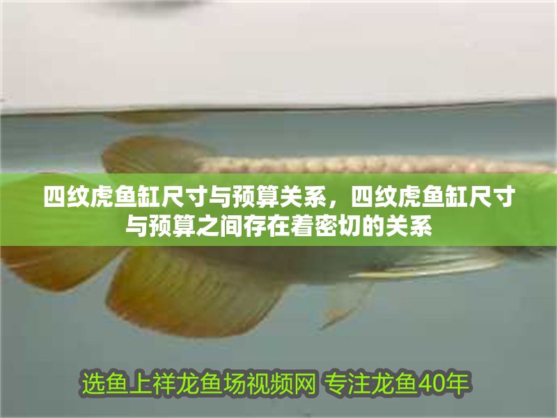 四紋虎魚缸尺寸與預(yù)算關(guān)系，四紋虎魚缸尺寸與預(yù)算之間存在著密切的關(guān)系