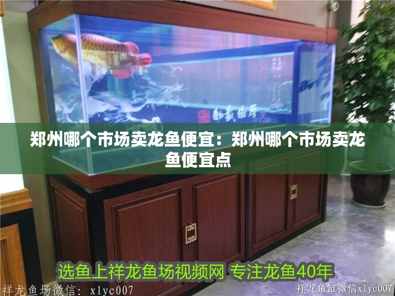 鄭州哪個市場賣龍魚便宜:鄭州哪個市場賣龍魚便宜點 水族問答 鄭州哪個市場賣龍魚便宜:鄭州哪個市場賣龍魚便宜點 鄭州哪個市場賣龍魚便宜:鄭州哪個市場賣龍魚便宜點 水族問答