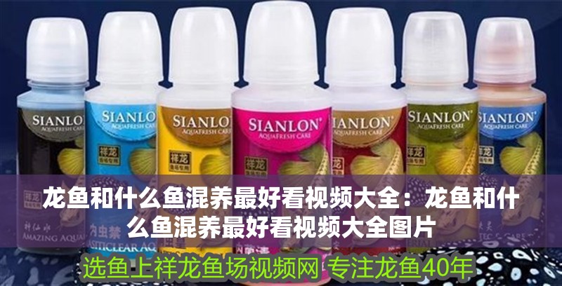 龍魚和什么魚混養最好看視頻大全：龍魚和什么魚混養最好看視頻大全圖片