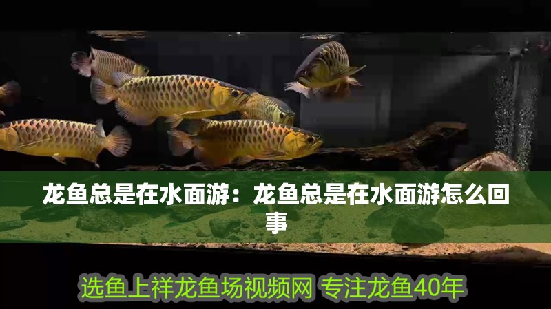 龍魚總是在水面游：龍魚總是在水面游怎么回事 龍魚總是在水面游：龍魚總是在水面游怎么回事 水族問答