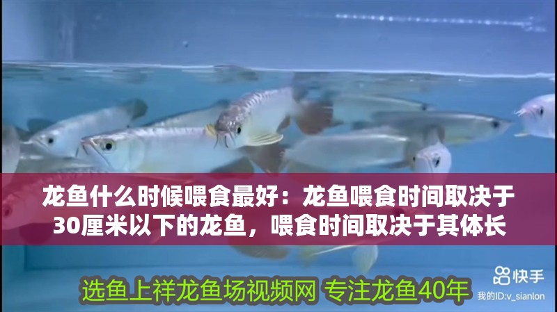 龍魚什么時候喂食最好：龍魚喂食時間取決于30厘米以下的龍魚，喂食時間取決于其體長