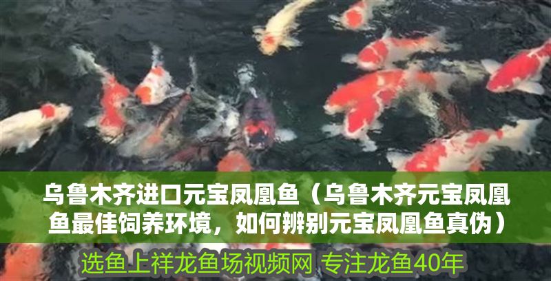 烏魯木齊進口元寶鳳凰魚（烏魯木齊元寶鳳凰魚最佳飼養環境，如何辨別元寶鳳凰魚真偽）