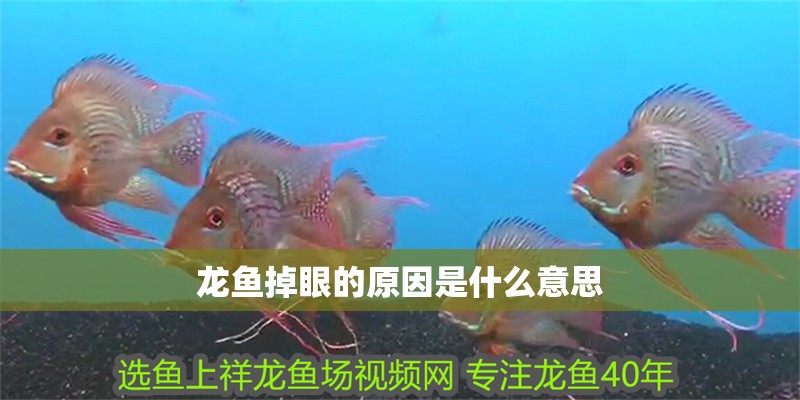 龍魚掉眼的原因是什么意思