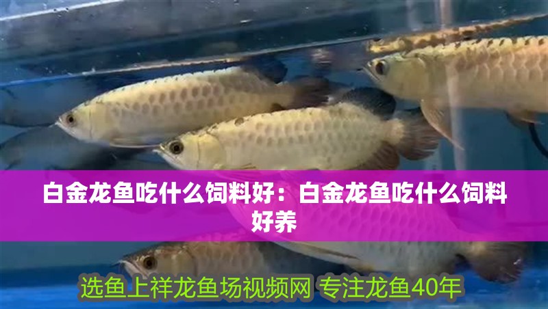 白金龍魚吃什么飼料好：白金龍魚吃什么飼料好養