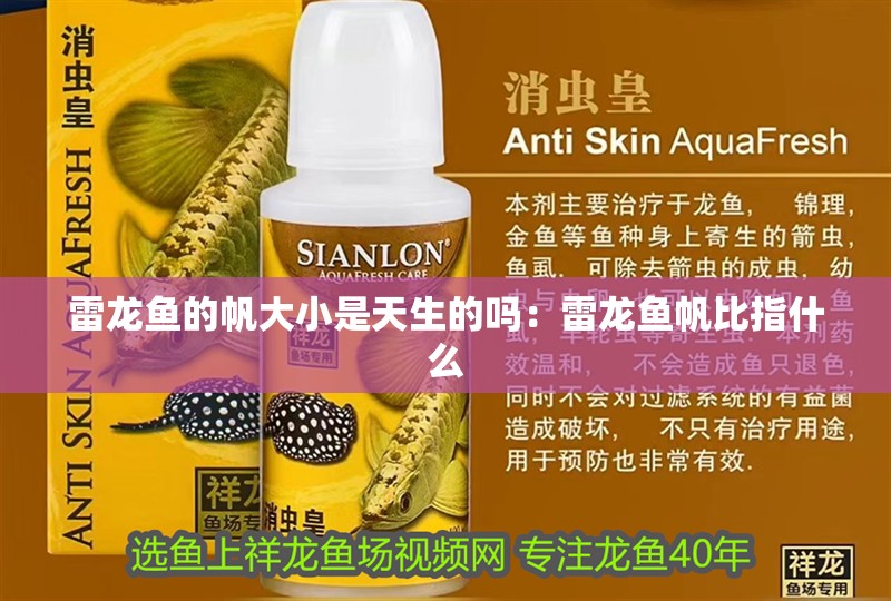雷龍魚的帆大小是天生的嗎：雷龍魚帆比指什么