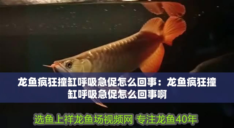 龍魚瘋狂撞缸呼吸急促怎么回事：龍魚瘋狂撞缸呼吸急促怎么回事啊