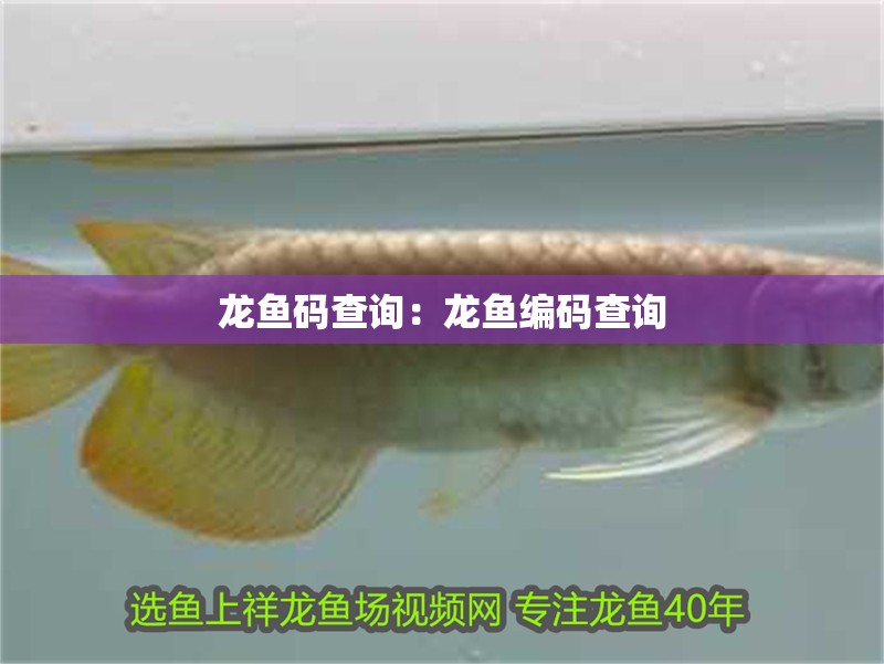 龍魚碼查詢：龍魚編碼查詢