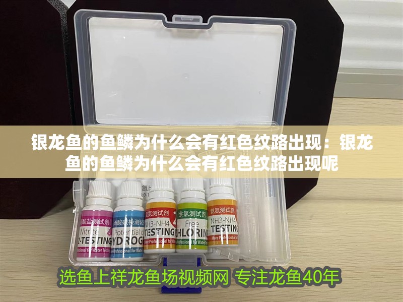 銀龍魚的魚鱗為什么會有紅色紋路出現：銀龍魚的魚鱗為什么會有紅色紋路出現呢