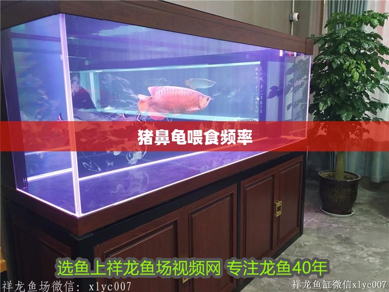 豬鼻龜喂食頻率