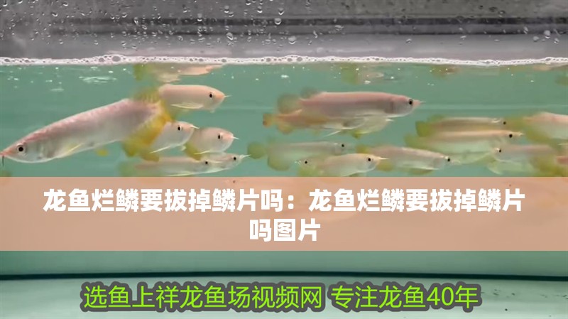 龍魚爛鱗要拔掉鱗片嗎：龍魚爛鱗要拔掉鱗片嗎圖片