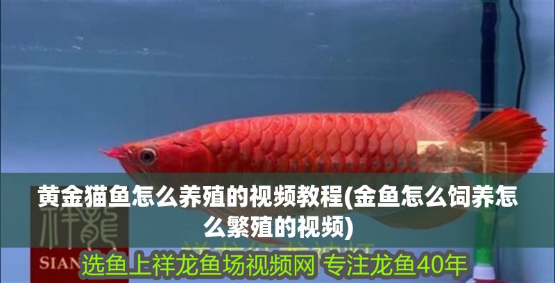 黃金貓魚怎么養殖的視頻教程(金魚怎么飼養怎么繁殖的視頻)
