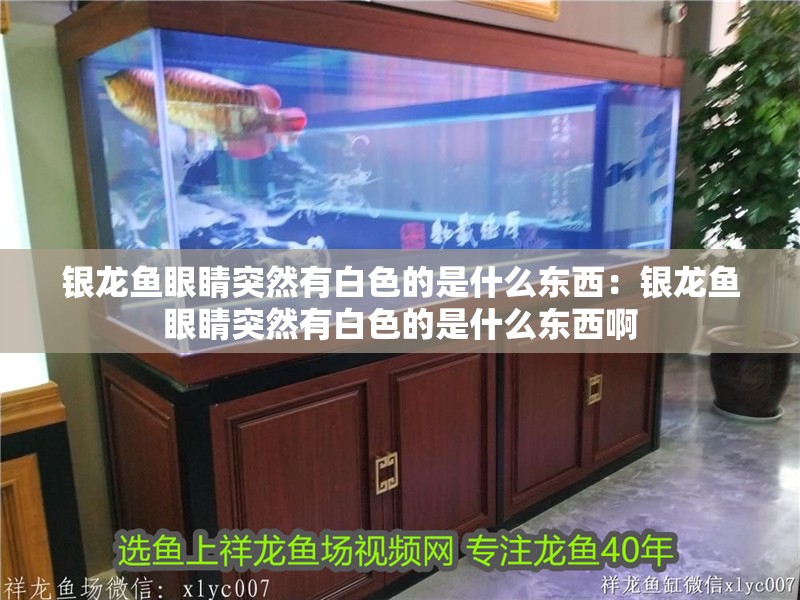 銀龍魚眼睛突然有白色的是什么東西：銀龍魚眼睛突然有白色的是什么東西啊