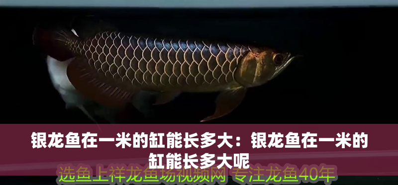 銀龍魚在一米的缸能長多大：銀龍魚在一米的缸能長多大呢