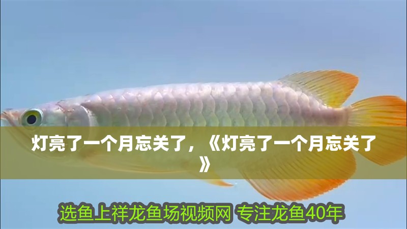 燈亮了一個月忘關了，《燈亮了一個月忘關了》