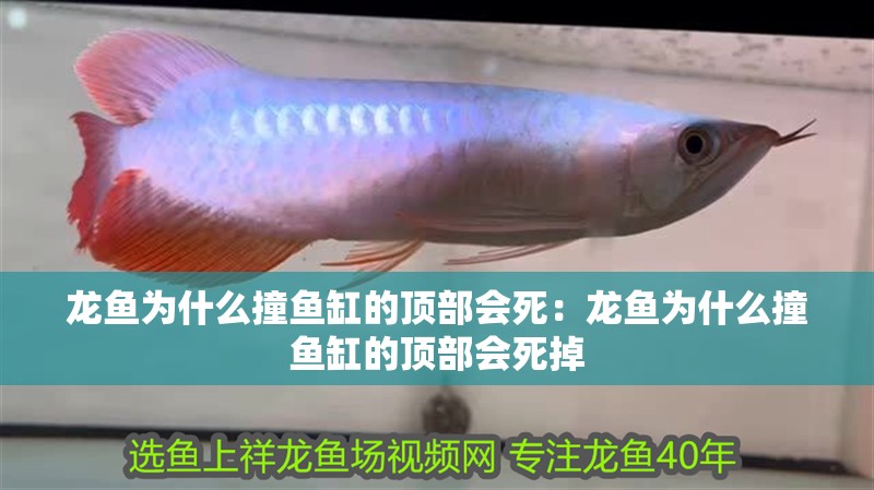 龍魚為什么撞魚缸的頂部會(huì)死：龍魚為什么撞魚缸的頂部會(huì)死掉